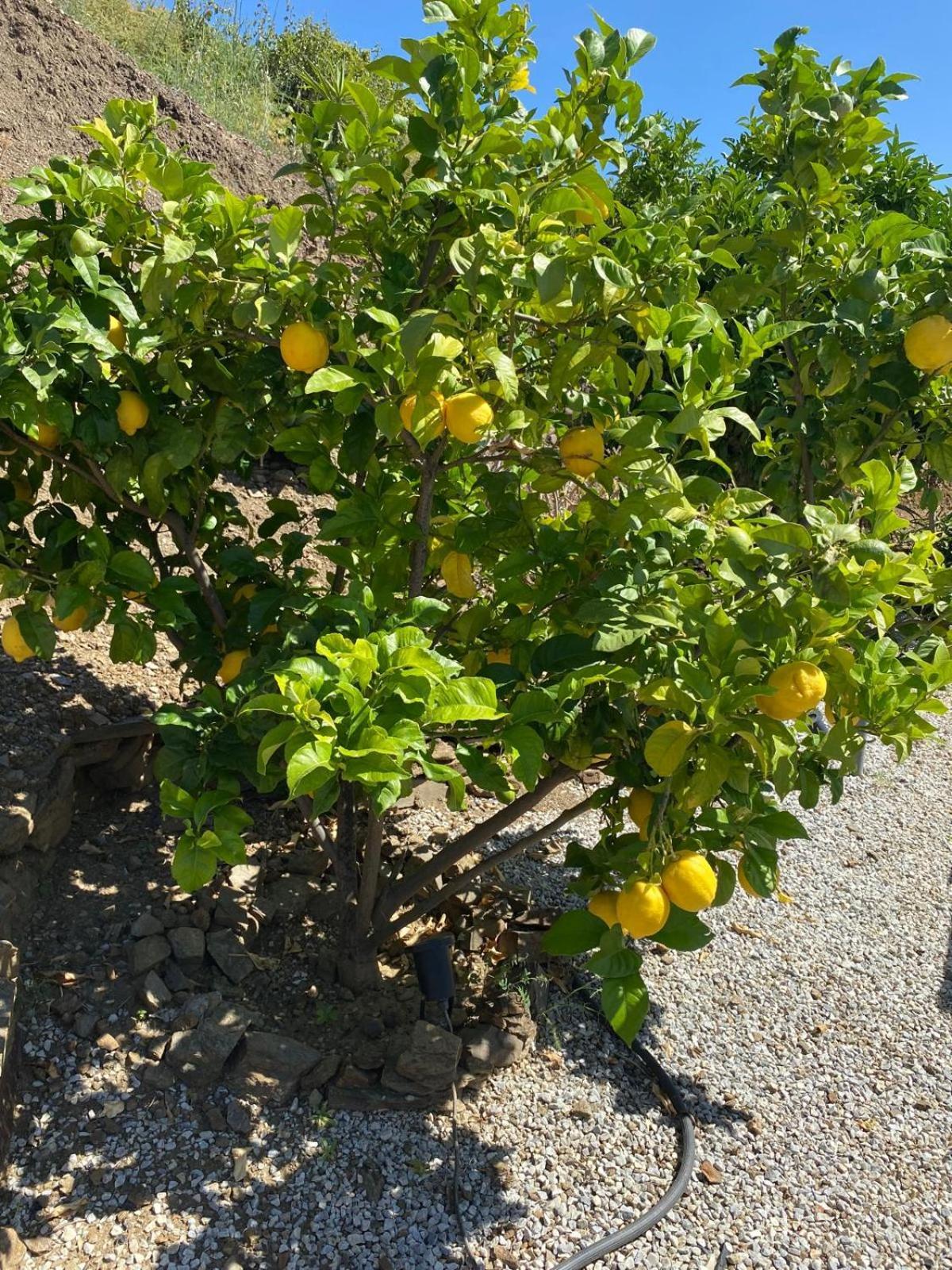 Finca Angelita Торокс Екстериор снимка